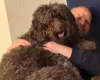 Goldendoodle