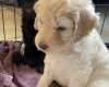 Goldendoodle
