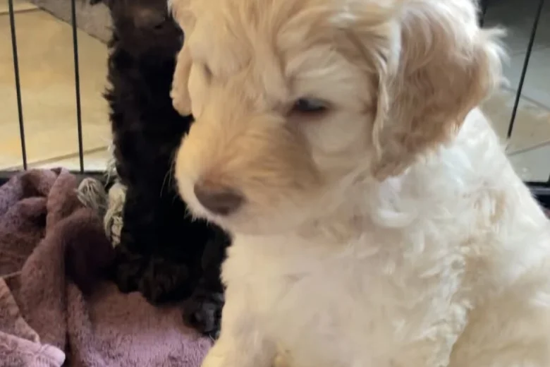 Goldendoodle