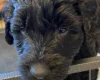 Goldendoodle