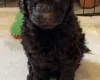 Goldendoodle