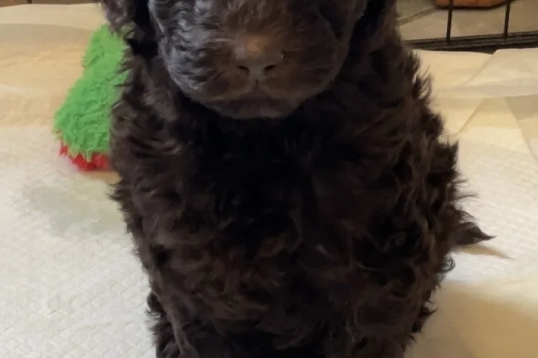 Goldendoodle