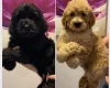 Goldendoodle