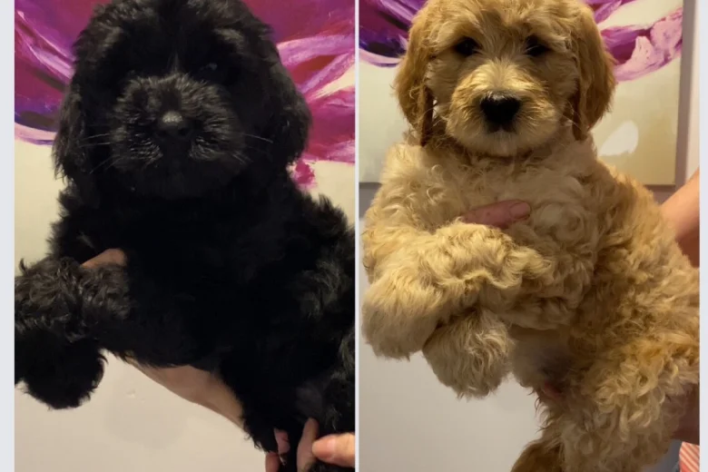 Goldendoodle