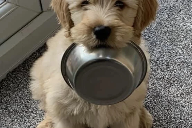 Goldendoodle