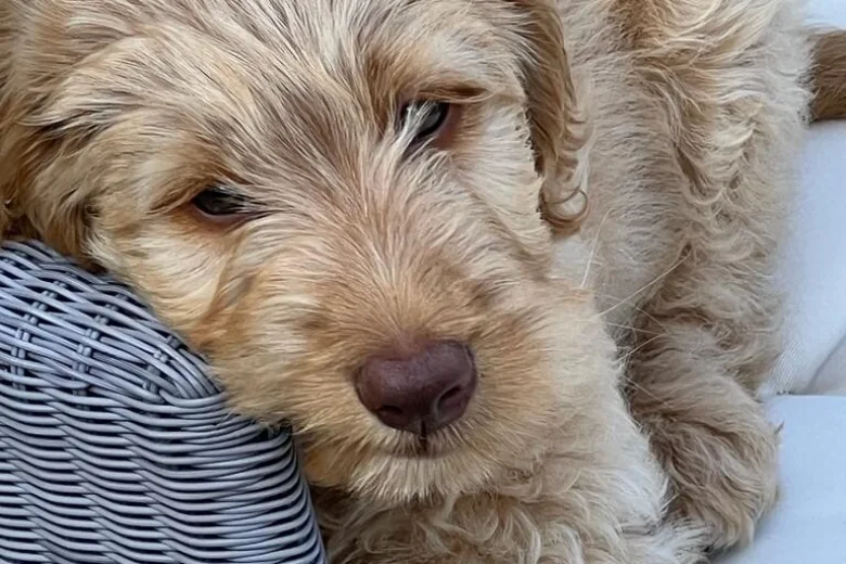 Goldendoodle