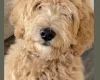 Goldendoodle