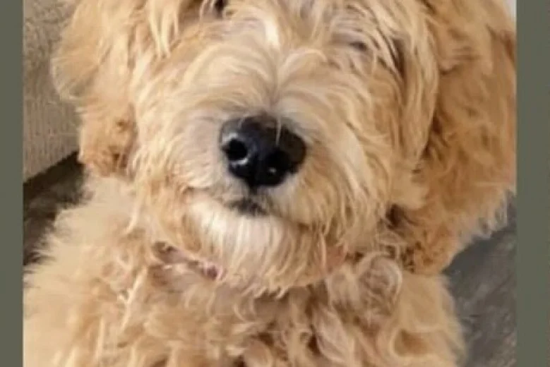 Goldendoodle