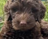 Goldendoodle
