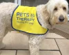 Goldendoodle