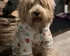 Goldendoodle