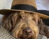 Goldendoodle