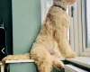 Goldendoodle
