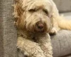 Goldendoodle