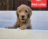 Goldendoodle