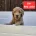 Goldendoodle