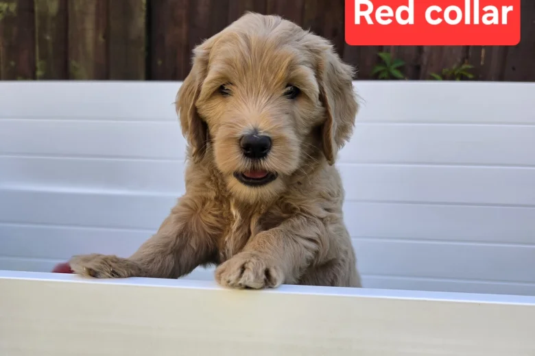 Goldendoodle