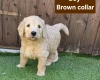 Goldendoodle