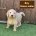 Goldendoodle