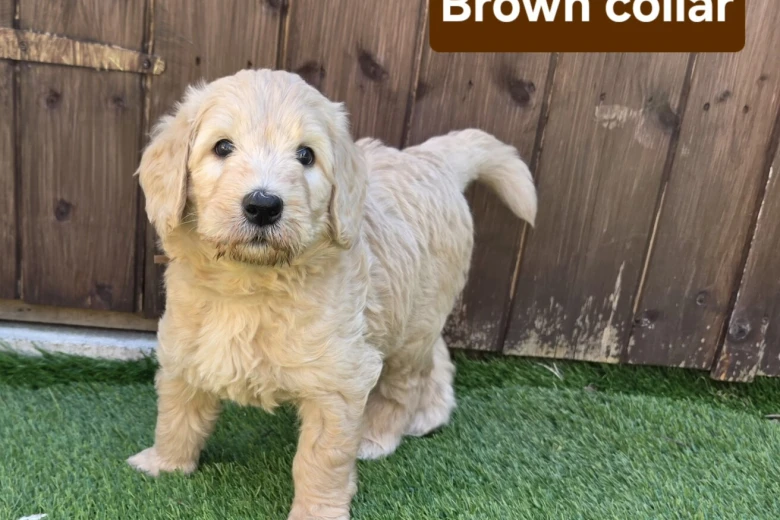 Goldendoodle