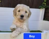Goldendoodle