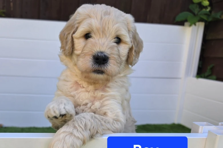 Goldendoodle