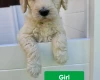 Goldendoodle