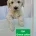 Goldendoodle