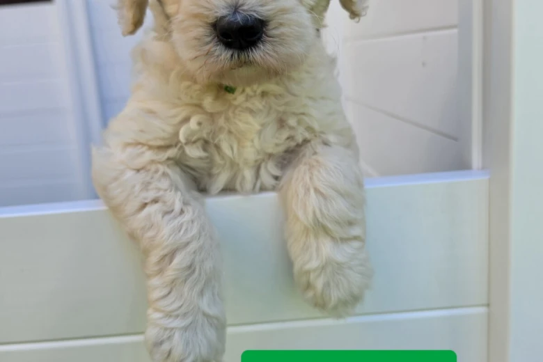 Goldendoodle