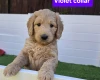 Goldendoodle