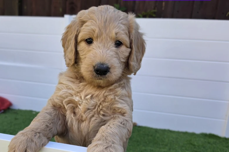 Goldendoodle