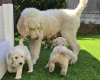 Goldendoodle