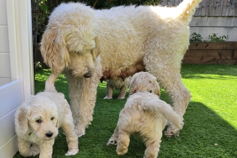 Goldendoodle