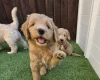 Goldendoodle