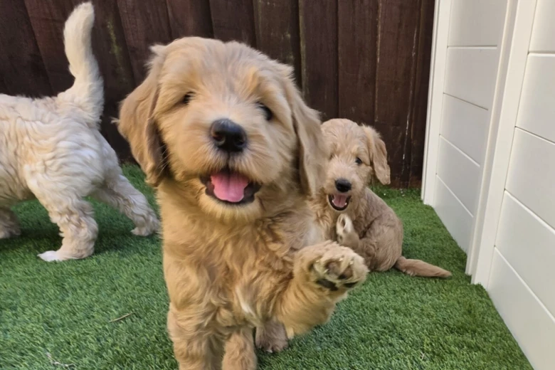 Goldendoodle