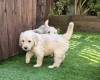 Goldendoodle