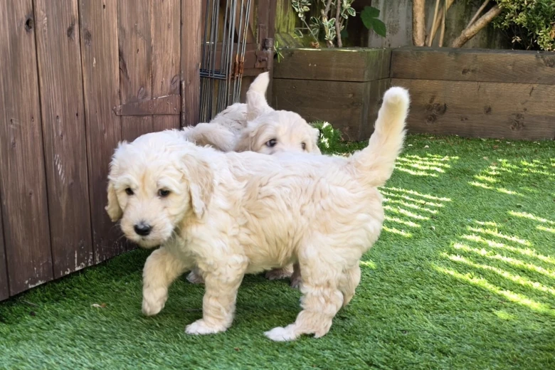 Goldendoodle