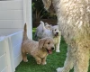 Goldendoodle