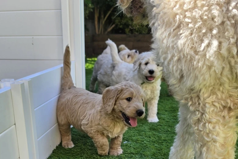 Goldendoodle