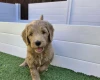 Goldendoodle