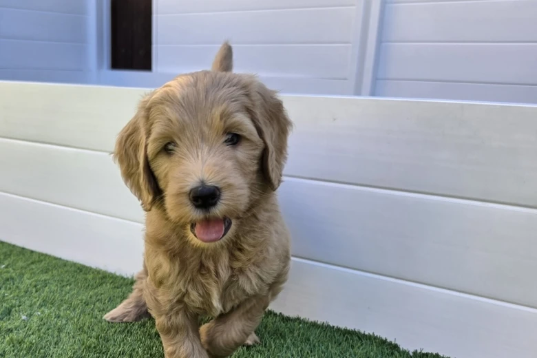 Goldendoodle