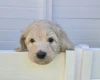 Goldendoodle