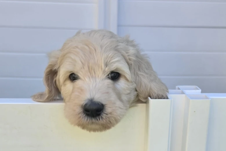 Goldendoodle