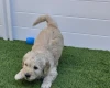 Goldendoodle
