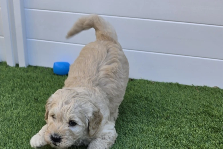 Goldendoodle