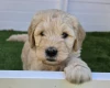 Goldendoodle