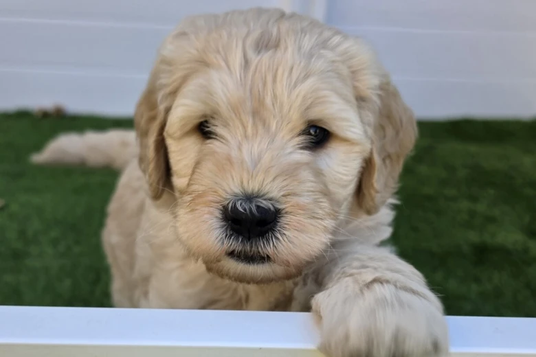 Goldendoodle