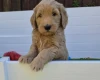 Goldendoodle