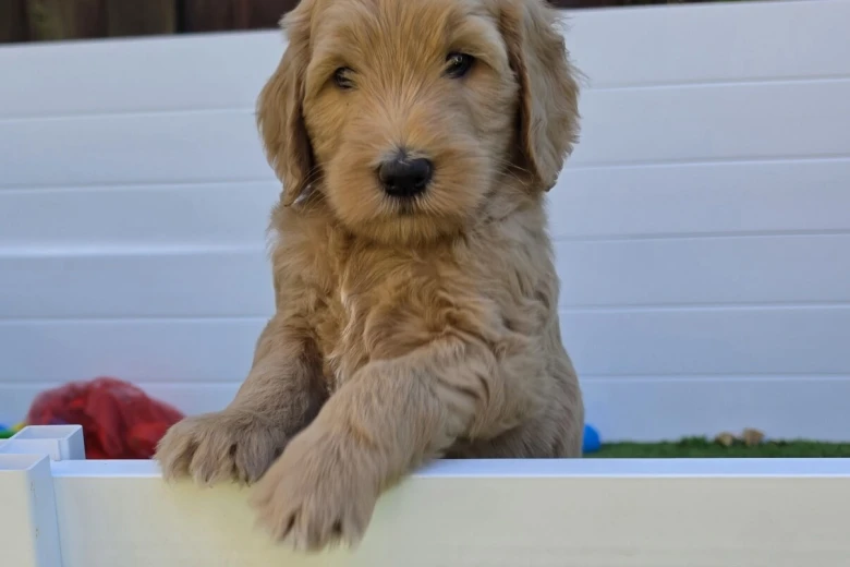 Goldendoodle