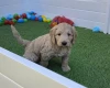 Goldendoodle